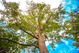 Reliable North Sarasota, FL Tree Care Services Solutions